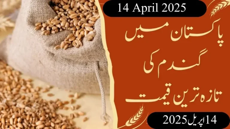 Wheat Price in Pakistan Today